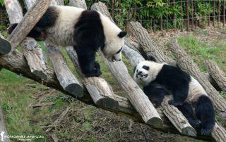 Pairi Daiza Octobre
